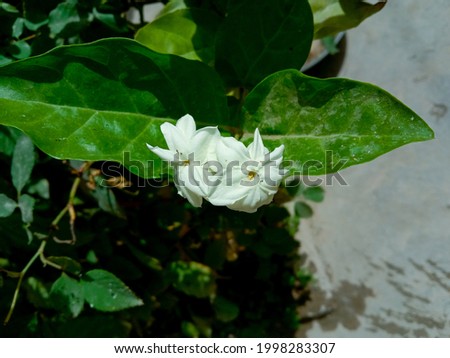 Beautiful white Jasmine flower (also called Jasminum flower) is growing. Horizontal, landscape picture. Close up photo of fresh flower with green leaves. Elegant Jasmine flower plant
