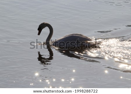 a single Mute Swan (Cygnus olor) swimming up stream with sunlight reflecting and sparkling off the water