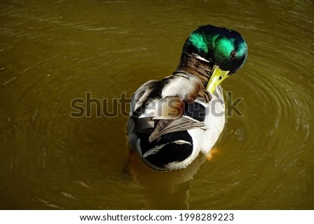 One single male wild duck with a bright green head and yellow beak swimming in the pond's brown water. Duck cleans feathers. Ripple around the duck. Sunny summer or spring day.