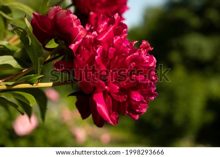 Red flower in the garden. Beautiful flower bud. Plants bloom in summer. Background flowers.