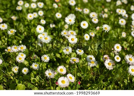 Daisies on the lawn. Summer flowers on the street. A beautiful clearing with flowers. Summer natural background.