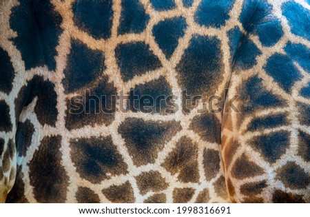Local details of giraffe skin with texture and patterns can be used for design