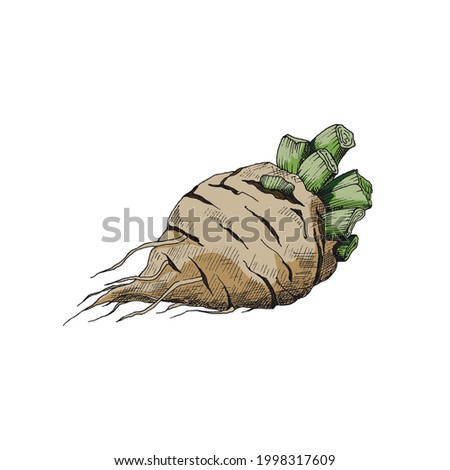 Root of sugar beet, agriculture vegetable for industry production sugar. Vector color hand drawn sketch illustration.