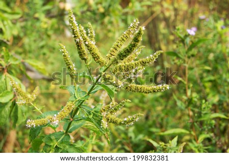 Fresh green wild mint plant with green background