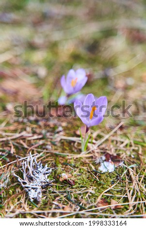 Violet snowdrops in the spring forest close-up. The first spring purple snowdrops bloom in the grass. High quality photo