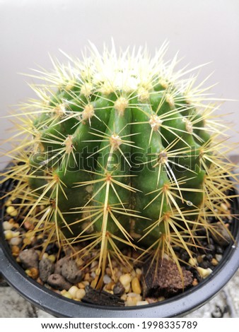 Cactus​ Plant in​ Plastic Pots