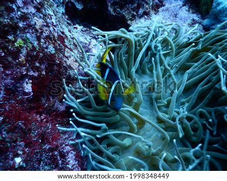 Crown fish protruding from the sea anemone