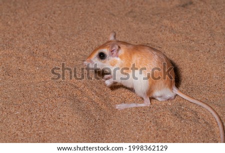 cheesman gerbil from Dubai desert 