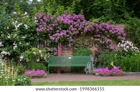 Velchenblau rambling rose with purple magenta flowers surrounding a green bench, at Eastcote House Gardens, historic walled garden tended by community volunteers in Eastcote, north west London UK. Royalty-Free Stock Photo #1998366155