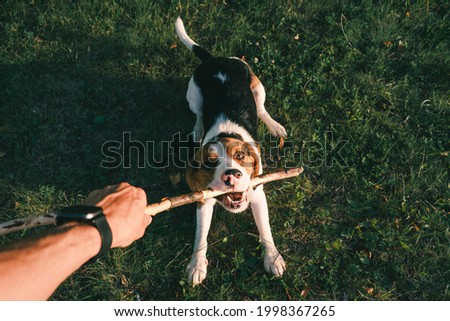 Playing with a beagle dog with stick, first person perspective. Human hand holding stick and happy puppy on the grass, wide angle point of view shot Royalty-Free Stock Photo #1998367265
