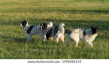 Group of young dogs running wildly on the meadow. Landseer family playing together. Huge water work dogs having fun after intensive rescue training. Summer evening in North Europe.