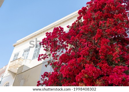 Syros island, Cyclades, Greece. Bougainvillea blooming plant, red color flowers on a neoclassical building facade. Ermoupolis town, Summer holidays destination