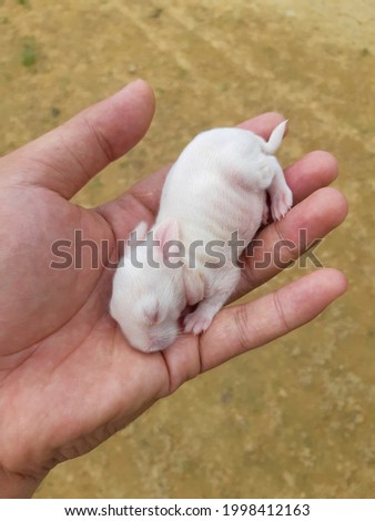 cute looking baby bunny, this picture was taken at my house on april 6, 2021 a few days after the mother rabbit gave birth

