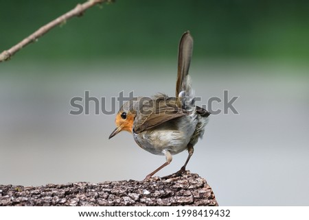 The European robin (Erithacus rubecula),  is a small insectivorous passerine bird that belongs to the chat subfamily of the Old World flycatcher family. 