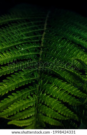 macro photo of green fern petals after rain. The fern bloomed. Fern with raindrops on a background of green plants. Dark background. Beauty is in the little things