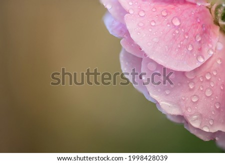 Water droplets on pink damask rose petals.