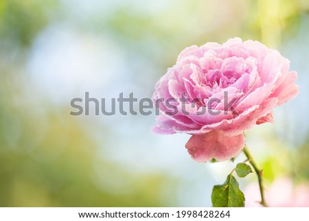 Pink damask rose flower blooming in the garden on nature background with backlit photography.