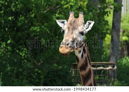 A closeup shot of a giraffe in the zoo