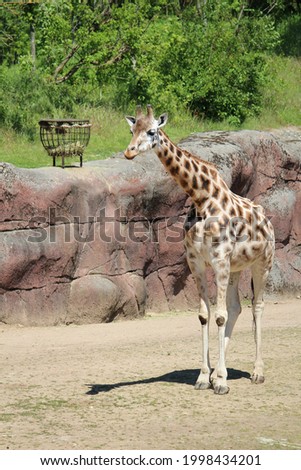 A vertical shot of a giraffe in the zoo