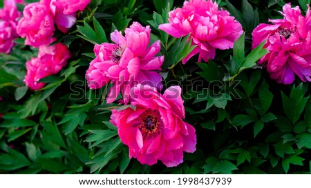 green bushes with bright pink peonies.Large flower buds.Botanical Garden June 2021.Bright spring screensaver                             