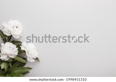 Fresh white peony flowers on light gray table background. Empty place for emotional, sentimental text, quote or sayings. Closeup. Royalty-Free Stock Photo #1998451310