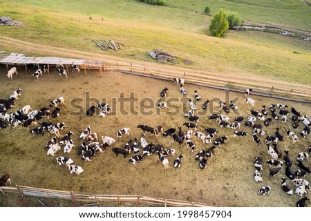 Aerial view of a summer cattle pen with a large herd of cows. Shooting from a drone.