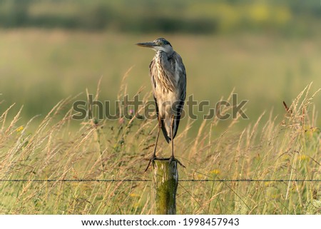    Beautiful Grey Heron (Ardea cinerea) sitting on a fence. Green  background. Gelderland in the Netherlands.
                            