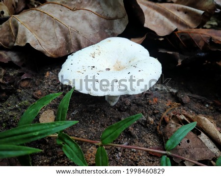 edible mushroom pictures Finding Mushrooms for Cooking Non-Toxic Mushrooms
