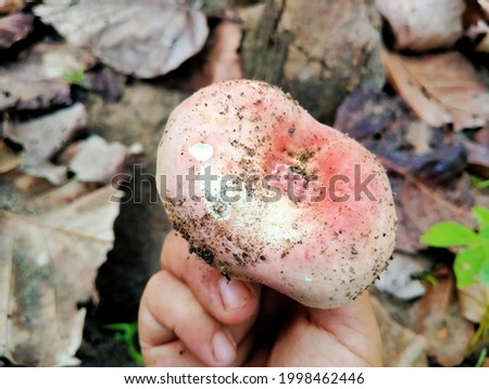 edible mushroom pictures Finding Mushrooms for Cooking Non-Toxic Mushrooms