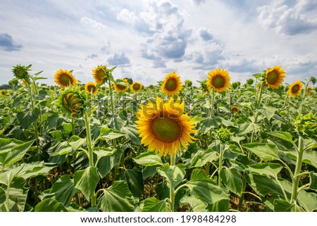 Close up on sunflowers growing in a field in italian countryside during summer, background is a serene sky with sunlight.