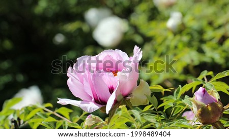 macro photography of the  beautiful flower of a pink Chinese tree peony (lat. Paeoniaceae), frontal, large format