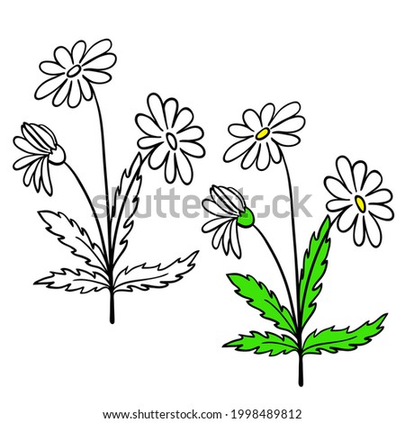 Single daisy flower, plant with stem and leaves on white background. Black outline hand drawn sketch and colored version. Floral vector for coloring book, childrens illustration, screen printing.