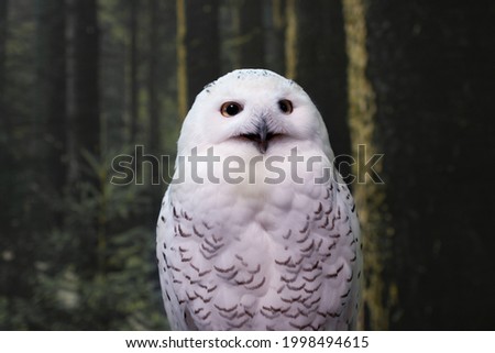 Funny polar owl perch on the magic dark forest background. Arctic white owl with yellow eyes close up. Predatory bird in wild nature habitat in summer. 