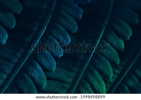 Close up abstract fern plant colorful light. Beautiful plant minimal in neon light. Background pattern for design. 