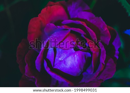 Beautiful fresh roses. Red neon  rose close up. Bright macro background.