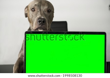 Pit bull dog with cute face sitting on the chair and on the table a notebook with green screen as a chorma key to insert some screen. The pitbull simulates as if it were working with the computer.