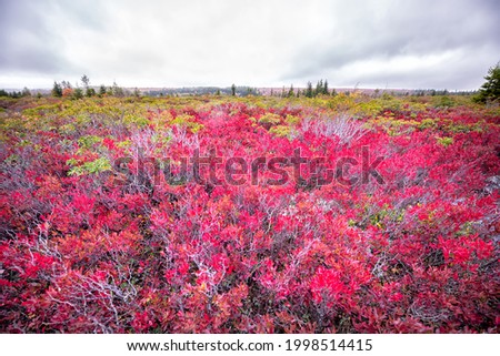 Allegheny mountains at Bear rocks in autumn fall season in Dolly Sods, West Virginia with red colorful bilberry bushes wide angle view on cloudy day