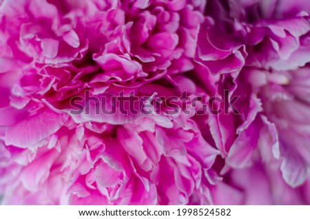 pink peonies filling, close-up, free space
