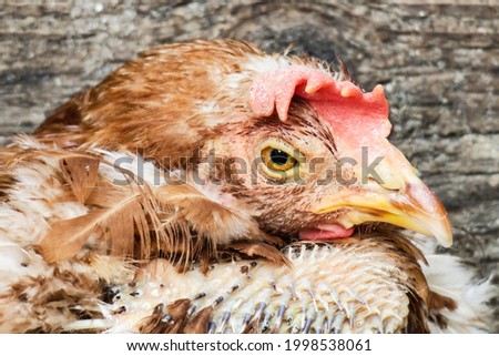 Old red domestic chicken on the farm
