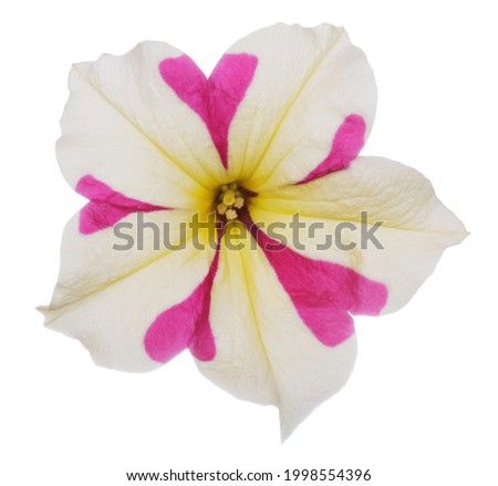 Variegated pink-beige petunia flower close up isolated on white background