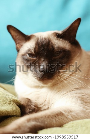 Cute brown beige siamese cat lying (sleeping) vertical image.
