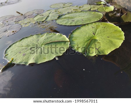 water lily leaf floating on water. This picture take from Bangladeshi        
river.