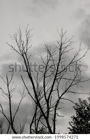 Silhouette of eerie haunting old trees and branches reaching for the cloudy sky during the evening golden hour.
