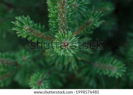 Selective focus, top view of green spruce branch