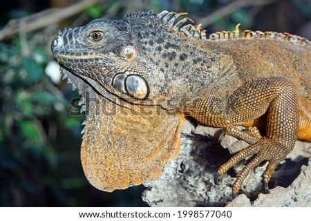 A closeup shot of an iguana on the stone