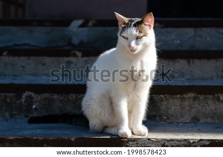 Spotted street cat walks. Yard cat. A pet. Stray cat.