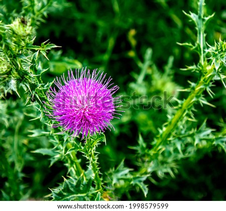 beautiful purple thistle flower blooms in the meadow, narrow focus area