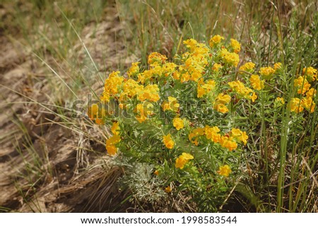 A cluster of Hairy Puccoon (Lithospermum caroliniense), a perennial wildflower, growing along a path in Indiana Dunes State Park.