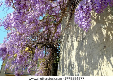 under the purple wisteria flowers covering the entrance into the building across blue sky. Building exterior	
