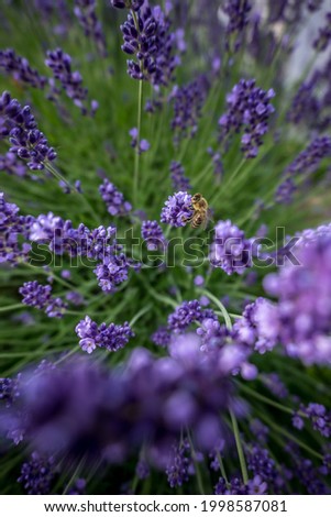 Bee inside lavender, wide angle picture, bright green and purple colors